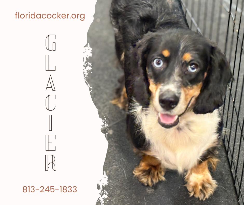 Enlarge Glazier, a Adoptable mixed breed in Land O Lakes, FL image 1/1