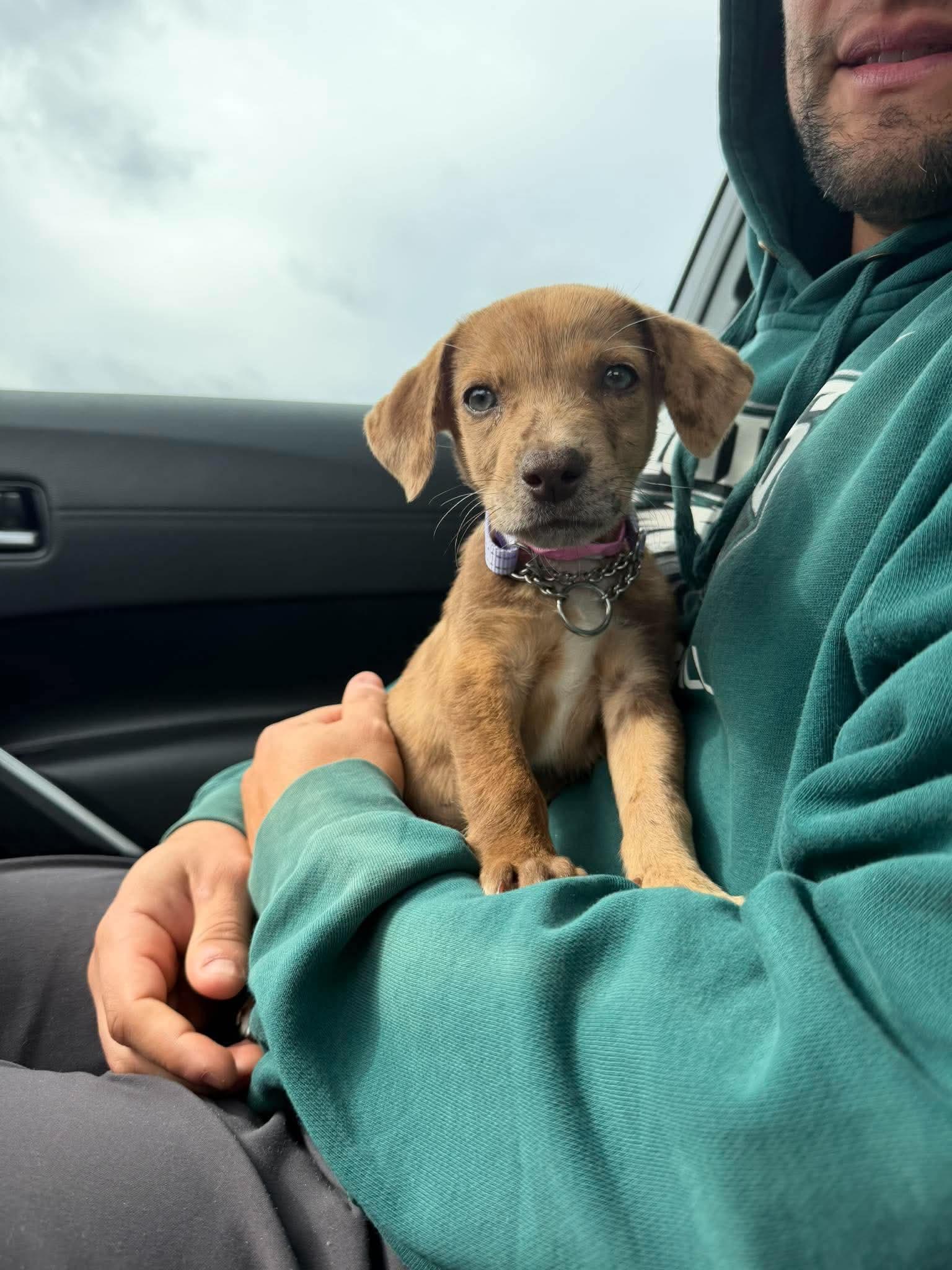 Enlarge Winnie, a Adopted mixed breed in Smithfield, RI image 4/6