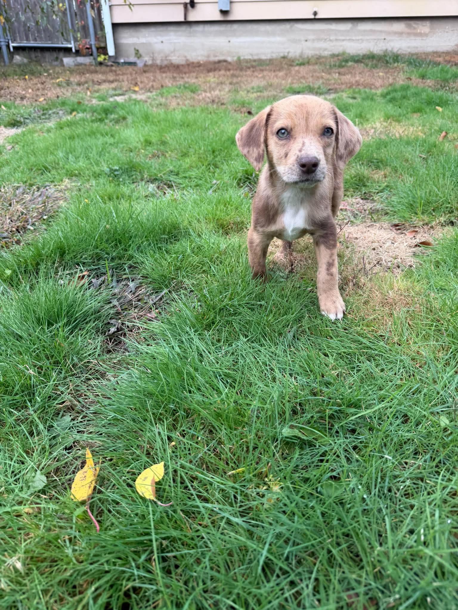 Enlarge Winnie, a Adopted mixed breed in Smithfield, RI image 5/6