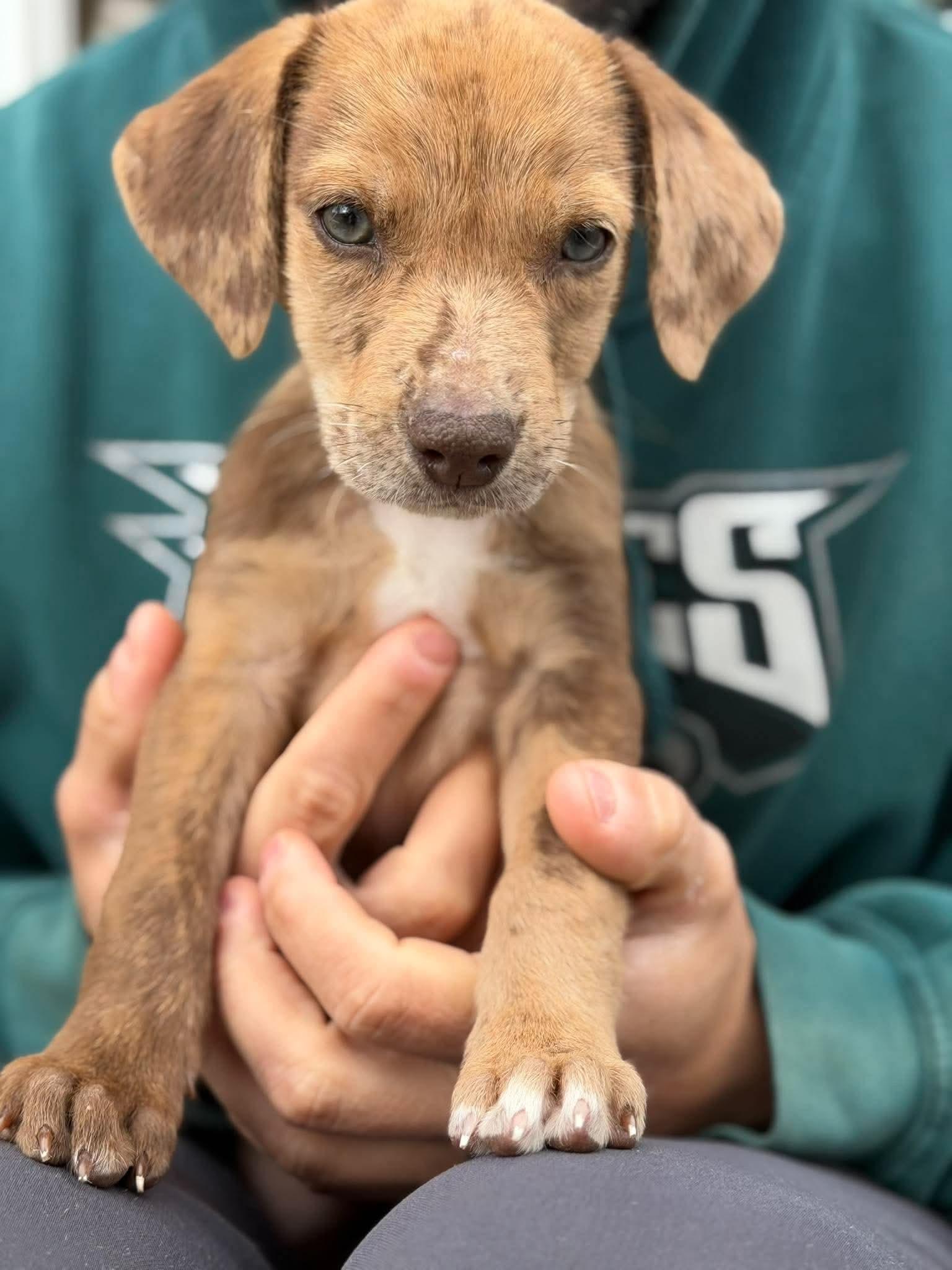 Enlarge Winnie, a Adopted mixed breed in Smithfield, RI image 2/6