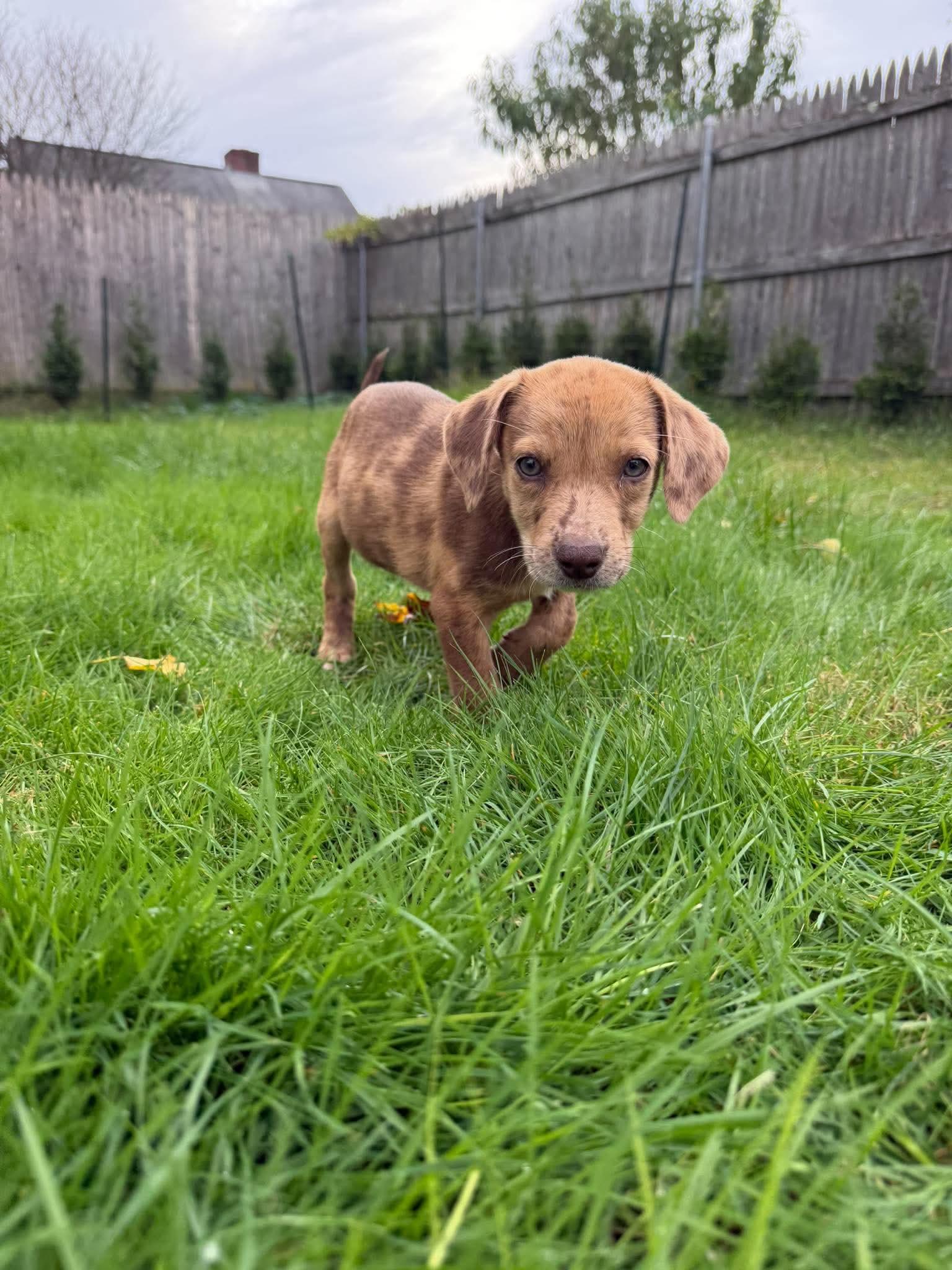 Enlarge Winnie, a Adopted mixed breed in Smithfield, RI image 3/6