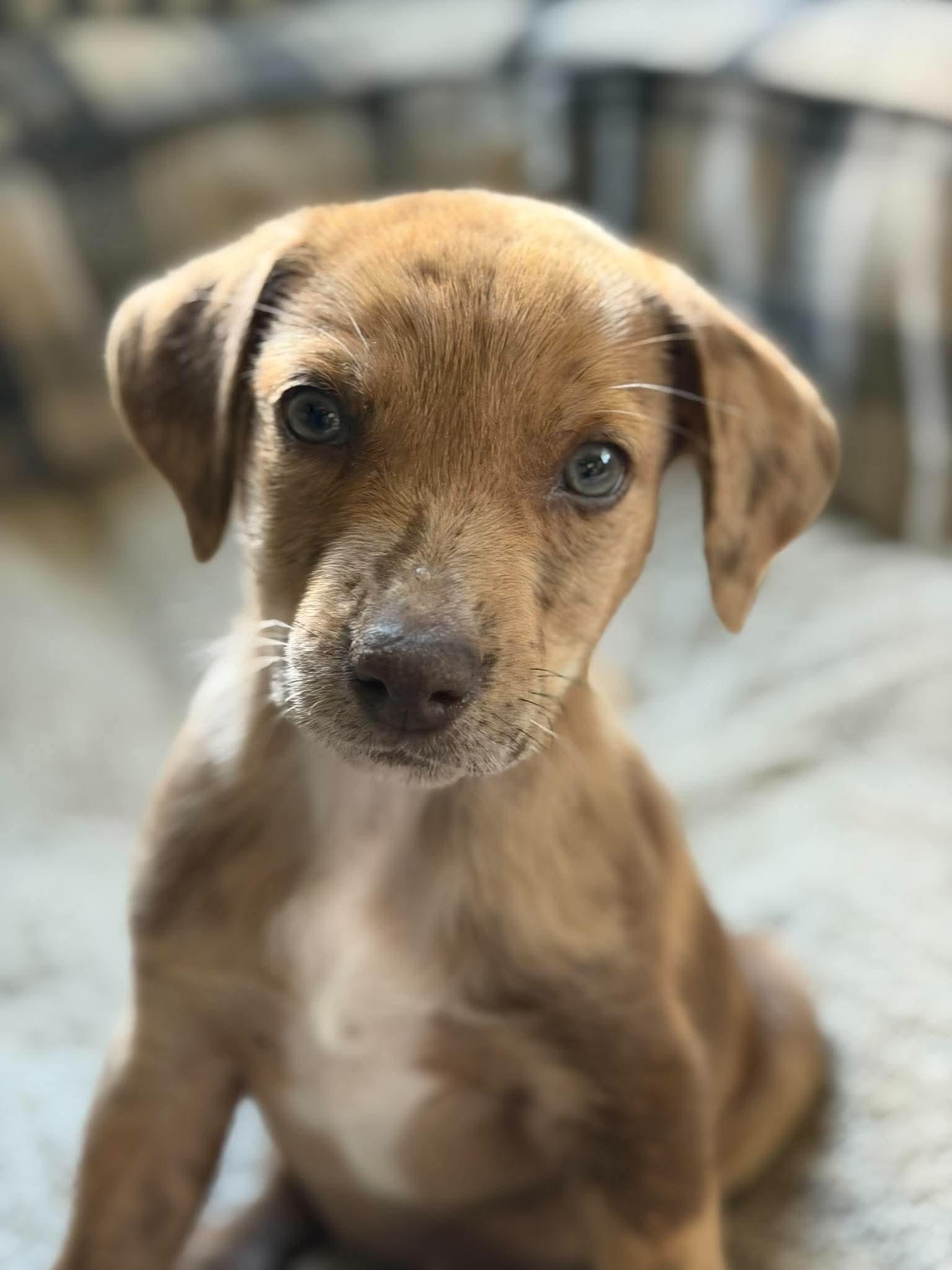 Winnie, Adopted, Puppy Female Catahoula Leopard Dog.