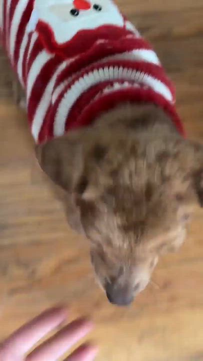 Enlarge Winnie, a Adopted mixed breed in Smithfield, RI video 6/6
