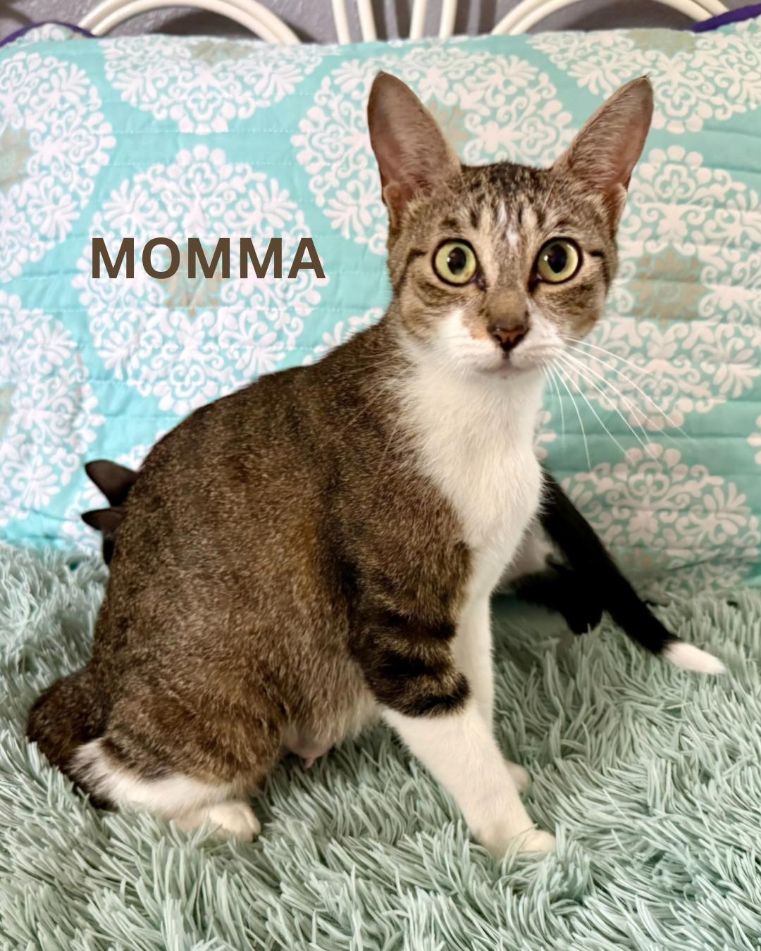 MOMMA, adopted, Adult Female Domestic Short Hair.