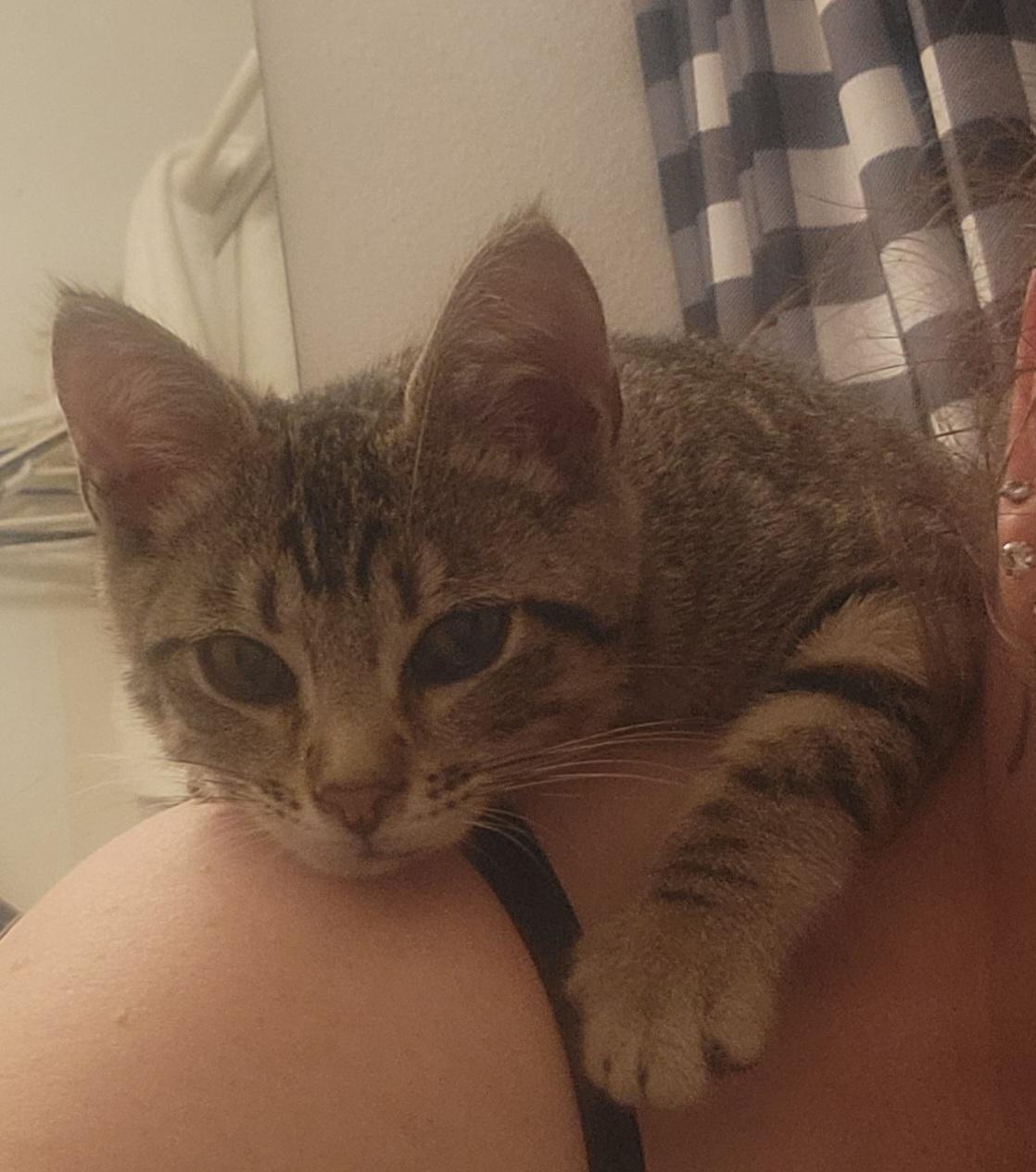 Leo, a ADOPTABLE Domestic Short Hair in San Diego, CA image 2/2