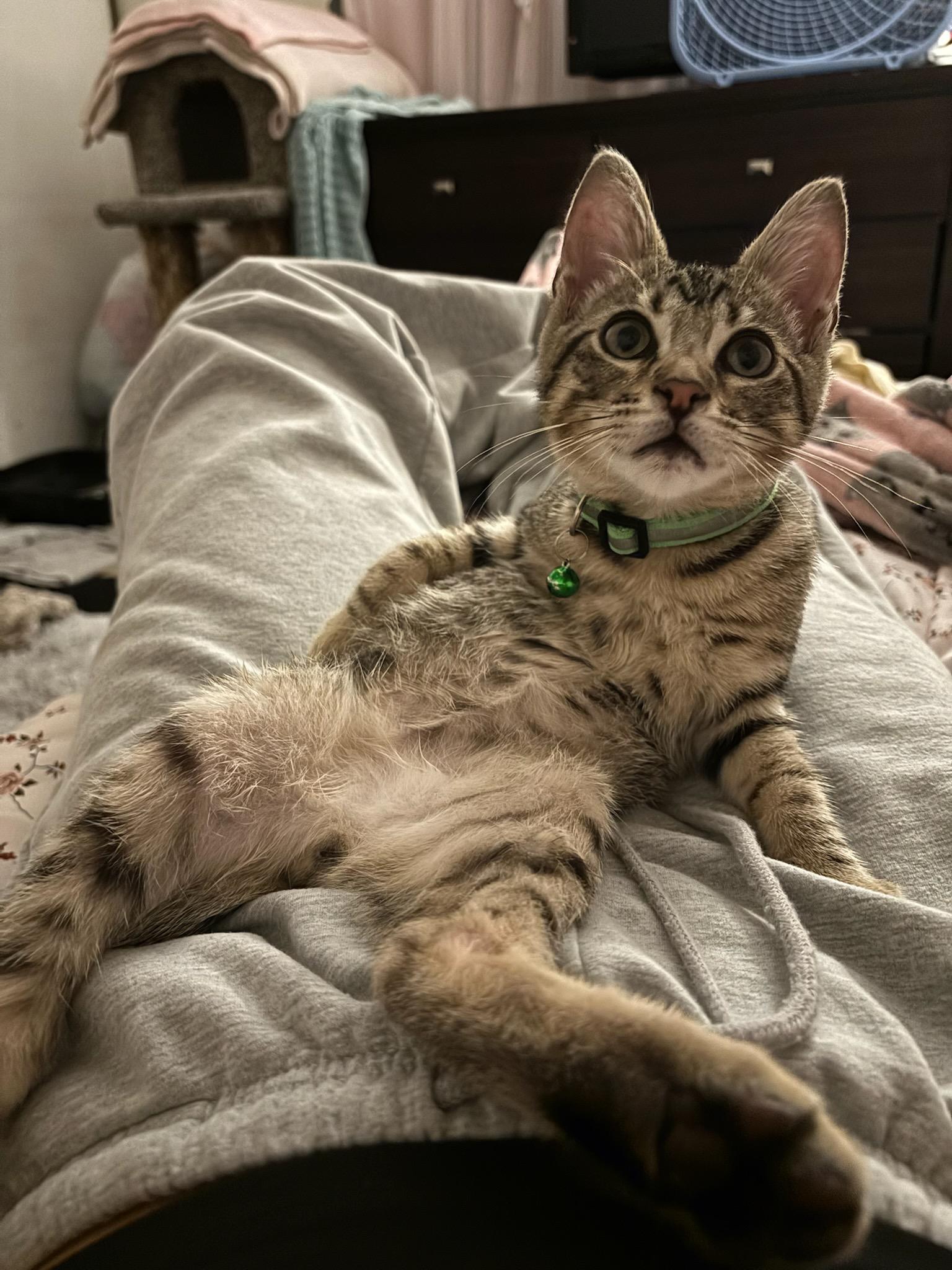 Leo, ADOPTABLE, Kitten Male Domestic Short Hair.