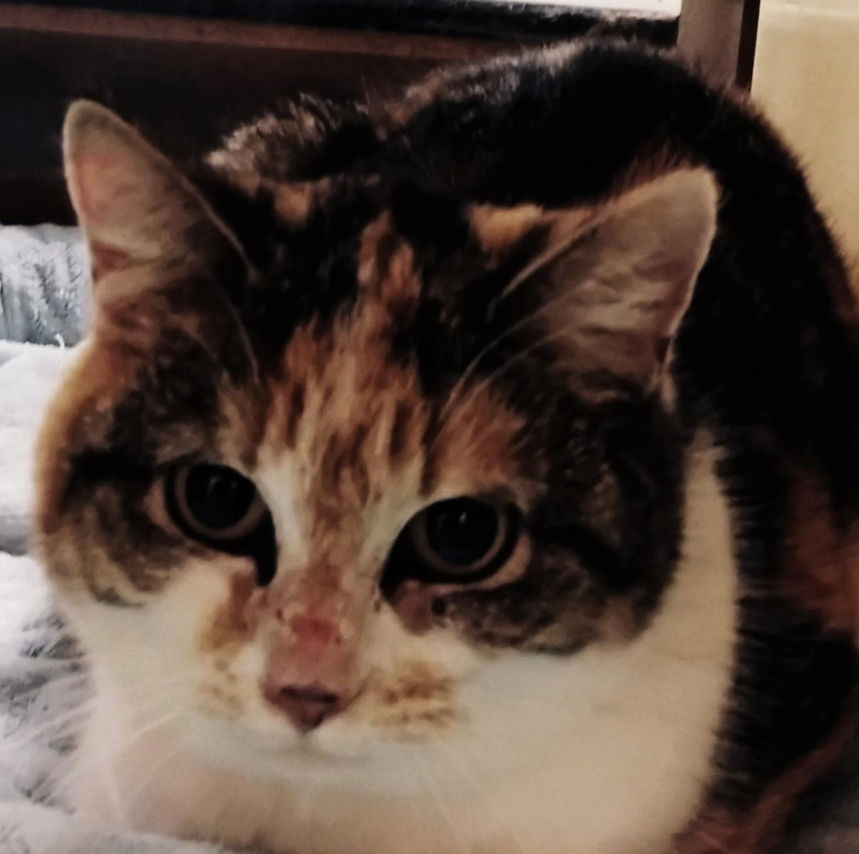 Jam 1, adopted, Young Female Domestic Short Hair.