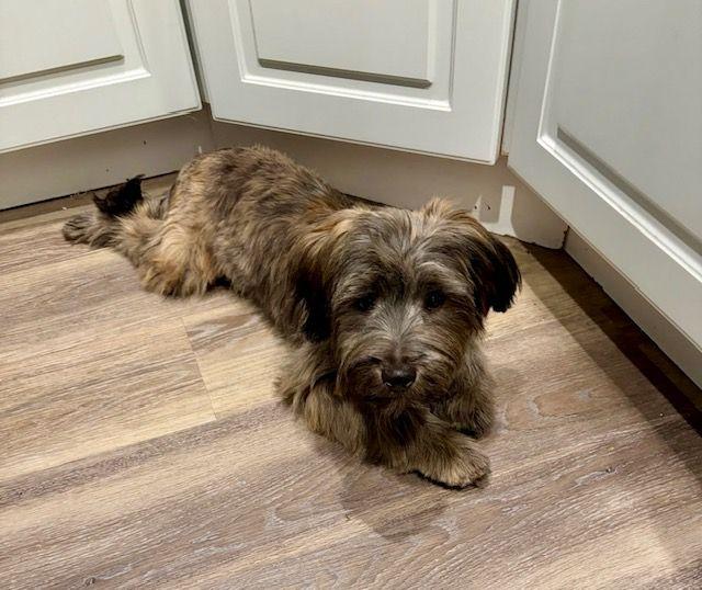 Enlarge Parker, a Adopted mixed breed in Lake Orion, MI image 1/1