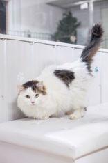 Felix, Adoptable, Adult Male Domestic Long Hair.