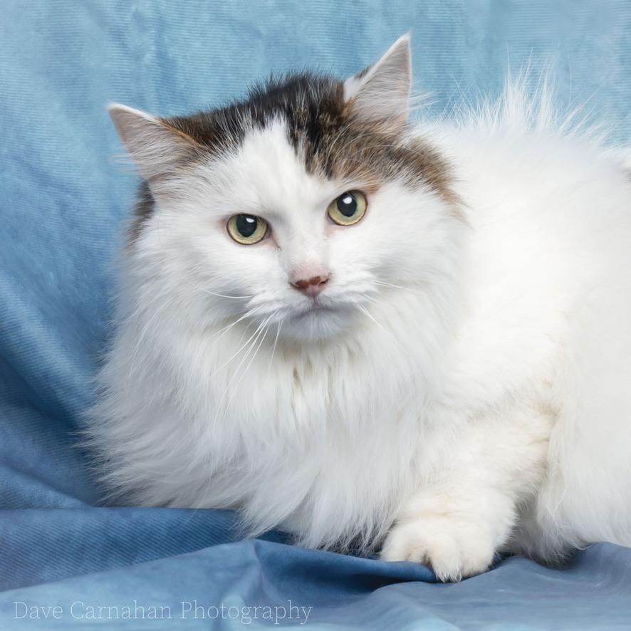 Enlarge Felix, a Adoptable Domestic Long Hair in Cobourg, ON image 4/4