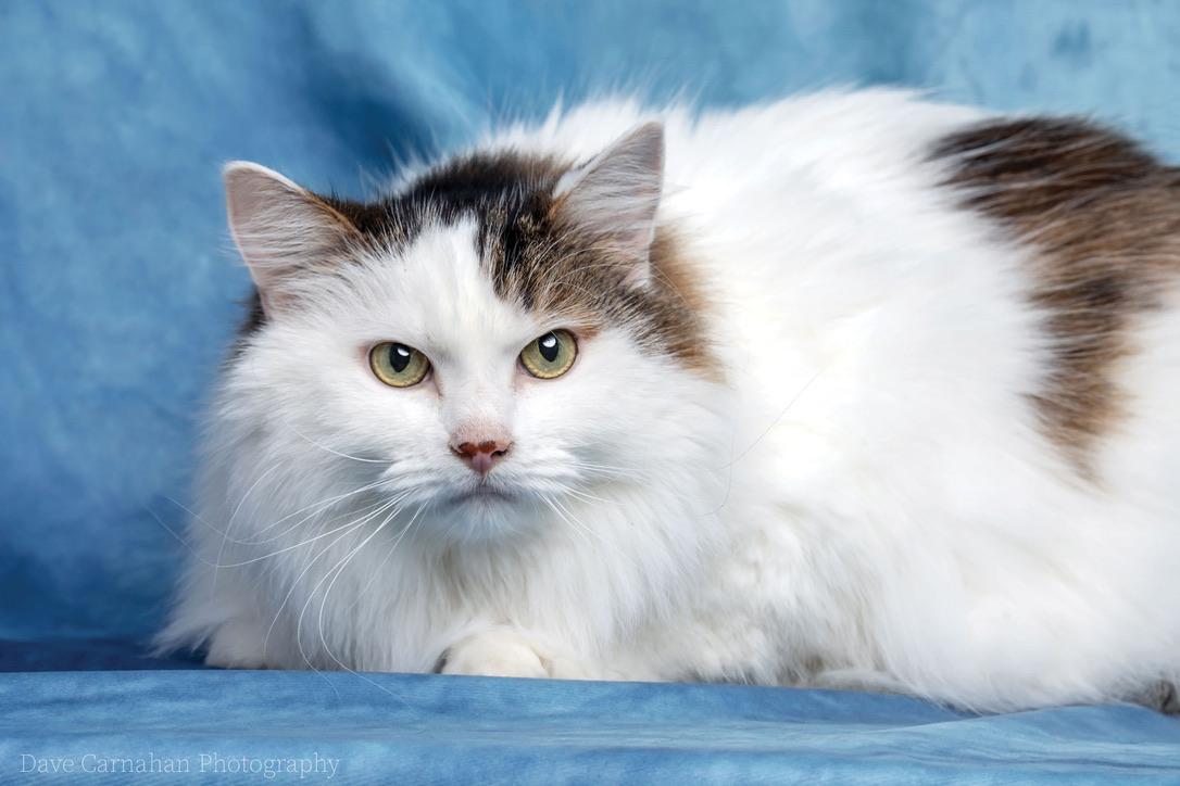Enlarge Felix, a Adoptable Domestic Long Hair in Cobourg, ON image 3/4