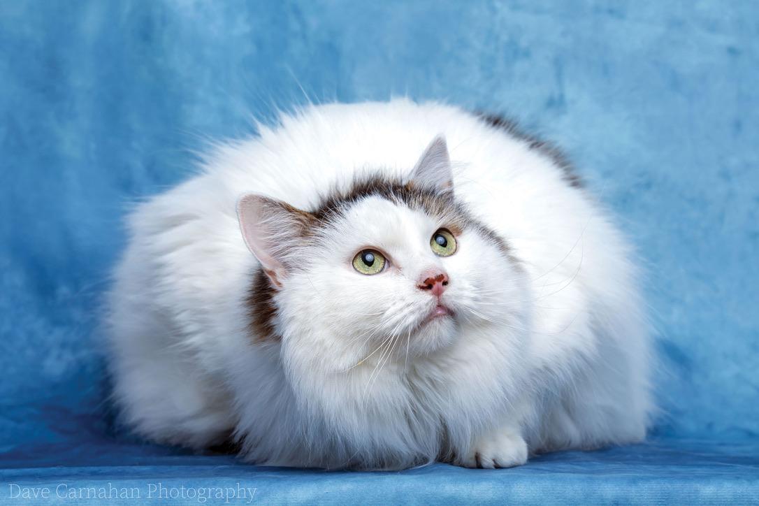 Enlarge Felix, a Adoptable Domestic Long Hair in Cobourg, ON image 2/4