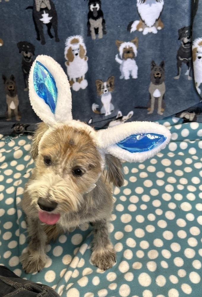 benji, Adoptable, Young Male Terrier.