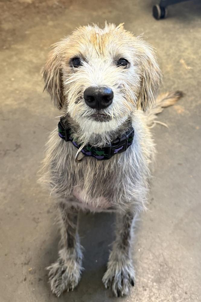 Enlarge benji, a Adoptable mixed breed in Cedartown, GA image 2/2