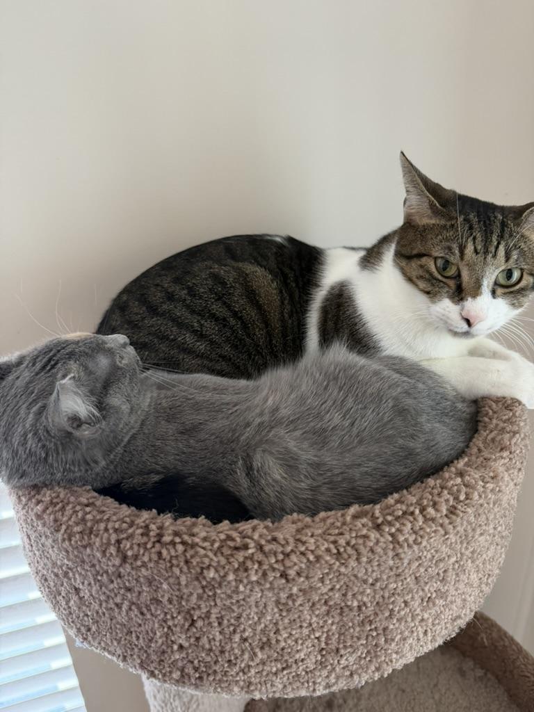 Enlarge Peach, a ADOPTABLE Dilute Calico in Little River, SC image 4/5