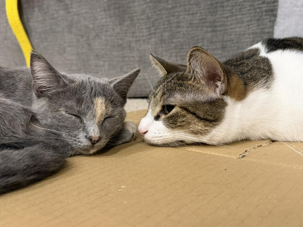 Enlarge Peach, a ADOPTABLE Dilute Calico in Little River, SC image 2/5
