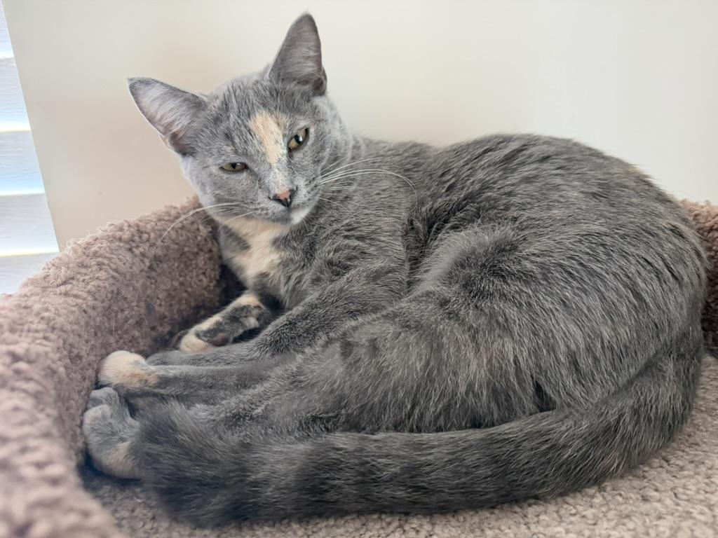 Peach, ADOPTABLE, Young Female Dilute Calico.