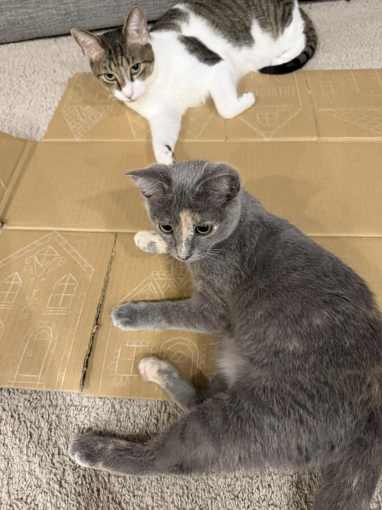 Enlarge Peach, a ADOPTABLE Dilute Calico in Little River, SC image 5/5