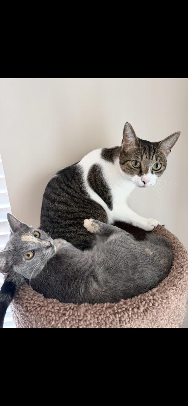 Enlarge Peach, a ADOPTABLE Dilute Calico in Little River, SC image 3/5