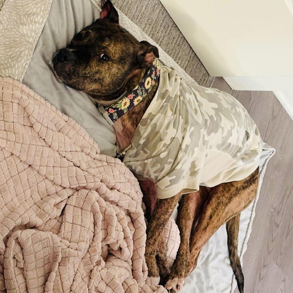 Enlarge Princess D7850, a Adoptable Pit Bull Terrier in Princeton, MN image 1/6