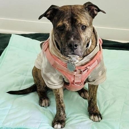 Enlarge Princess D7850, a Adoptable Pit Bull Terrier in Princeton, MN image 2/6