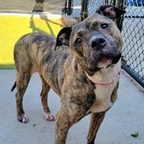 Enlarge Princess D7850, a Adoptable Pit Bull Terrier in Princeton, MN image 3/6