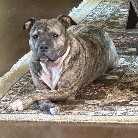 Enlarge Princess D7850, a Adoptable Pit Bull Terrier in Princeton, MN image 4/6