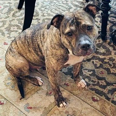 Enlarge Princess D7850, a Adoptable Pit Bull Terrier in Princeton, MN image 5/6