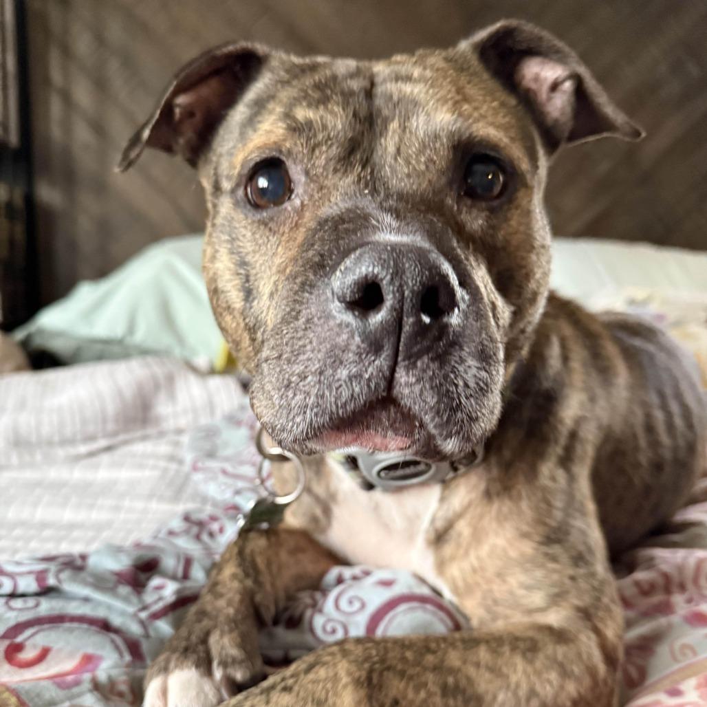 Enlarge Princess D7850, a Adoptable Pit Bull Terrier in Princeton, MN image 6/6