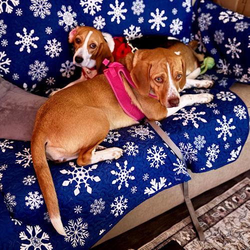 Enlarge Goldie, a ADOPTABLE Beagle in Toledo, OH image 2/6