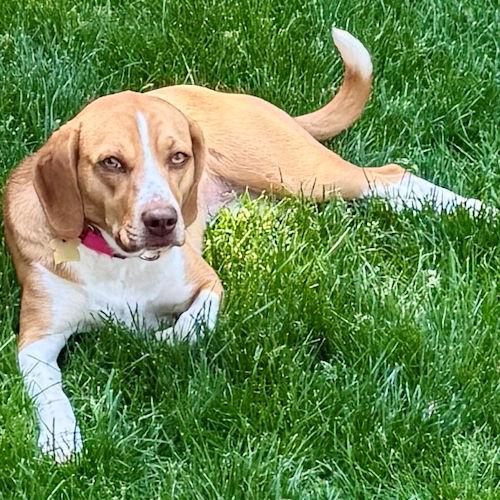 Enlarge Goldie, a ADOPTABLE Beagle in Toledo, OH image 5/6