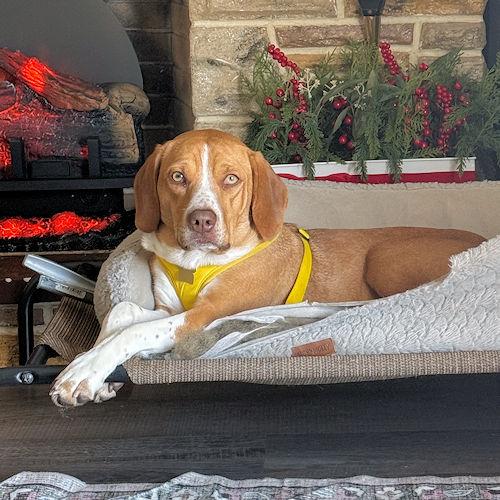 Enlarge Goldie, a ADOPTABLE Beagle in Toledo, OH image 4/6