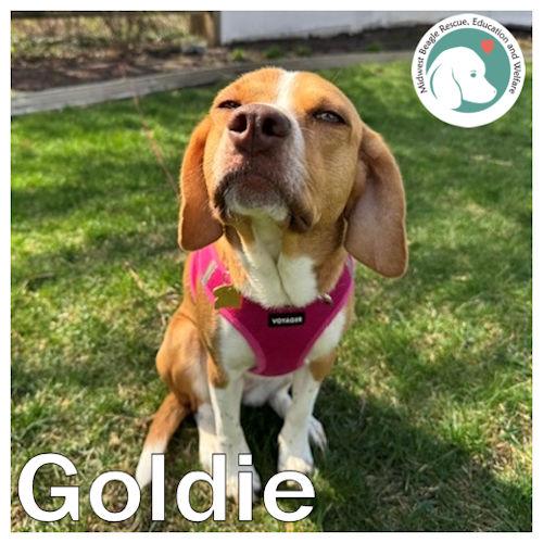 Goldie, ADOPTABLE, Young Female Beagle.