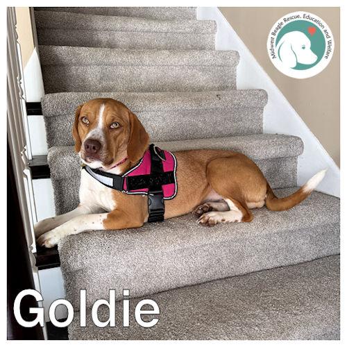 Enlarge Goldie, a ADOPTABLE Beagle in Toledo, OH image 1/6
