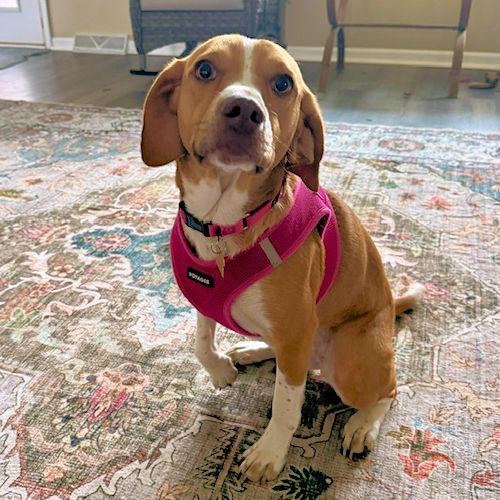Enlarge Goldie, a ADOPTABLE Beagle in Toledo, OH image 3/6