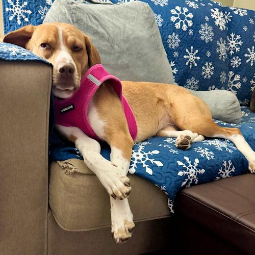 Enlarge Goldie, a ADOPTABLE Beagle in Toledo, OH image 6/6