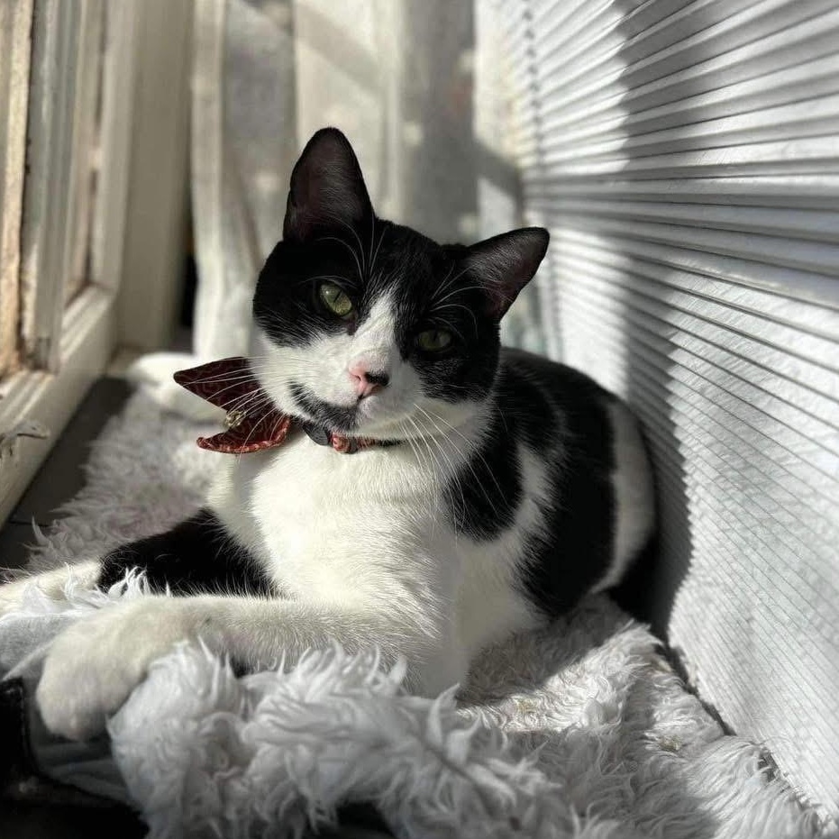 Oaklynn, Adult Female Domestic Short Hair