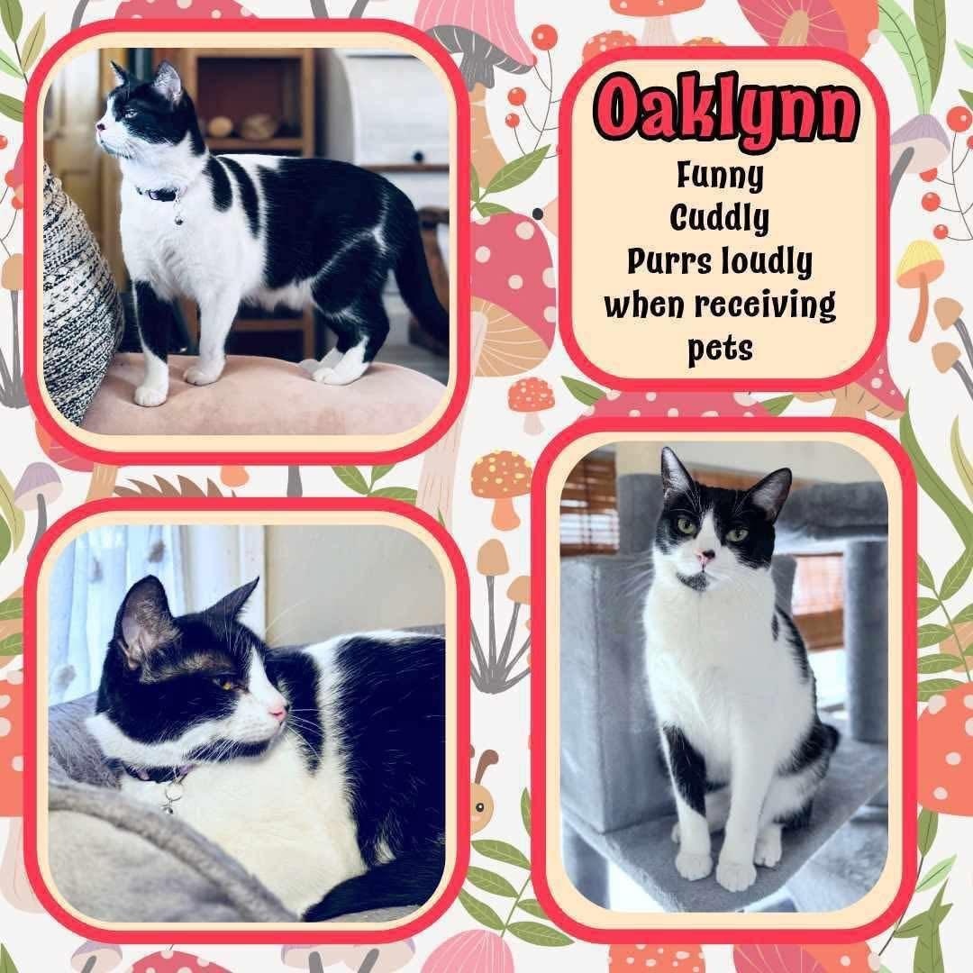 Oaklynn, a Adoptable mixed breed in Lubbock, TX image 2/2