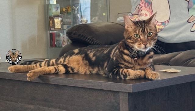 Enlarge Frankie, a Adopted Bengal in Mesa, AZ image 4/5