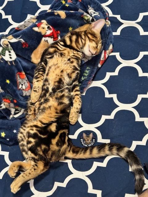 Enlarge Frankie, a Adopted Bengal in Mesa, AZ image 5/5