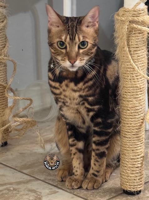 Enlarge Frankie, a Adopted Bengal in Mesa, AZ image 1/5