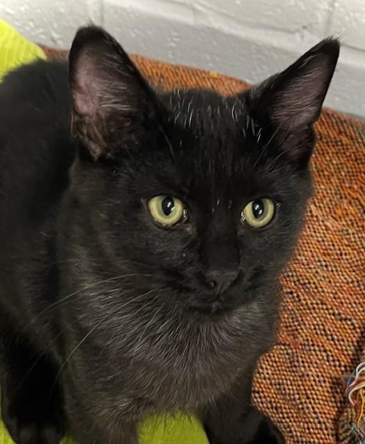 Enlarge F60-25 Scar, a ADOPTABLE American Shorthair in Nassau Bay, TX image 4/4