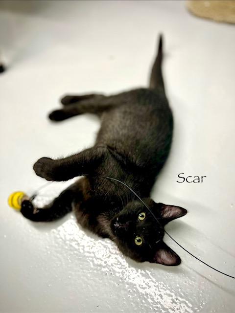 Enlarge F60-25 Scar, a ADOPTABLE American Shorthair in Nassau Bay, TX image 3/4