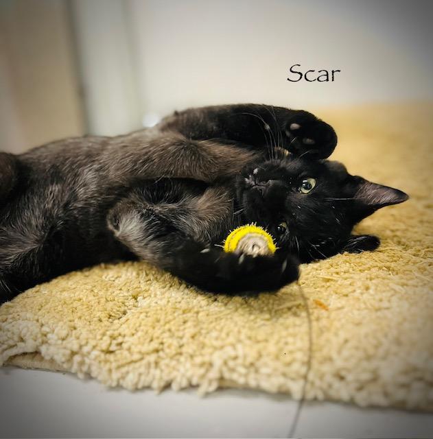 Enlarge F60-25 Scar, a ADOPTABLE American Shorthair in Nassau Bay, TX image 2/4