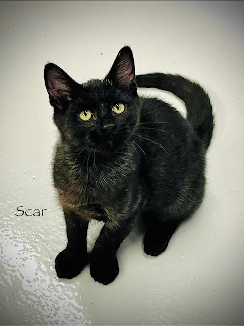 F60-25 Scar, ADOPTABLE, Kitten Male American Shorthair.