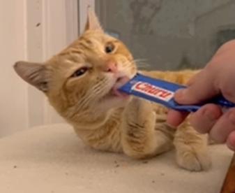 Enlarge Amigo, an adopted Domestic Short Hair in Melrose, MA image 1/6