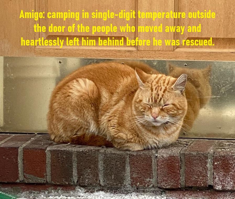 Enlarge Amigo, an adopted Domestic Short Hair in Melrose, MA image 6/6