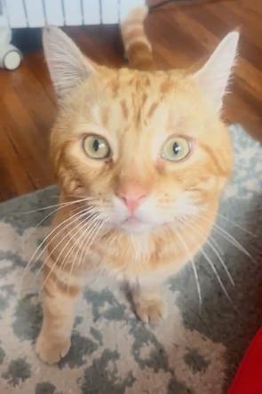 Enlarge Amigo, an adopted Domestic Short Hair in Melrose, MA image 5/6