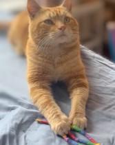 Enlarge Amigo, an adopted Domestic Short Hair in Melrose, MA image 3/6