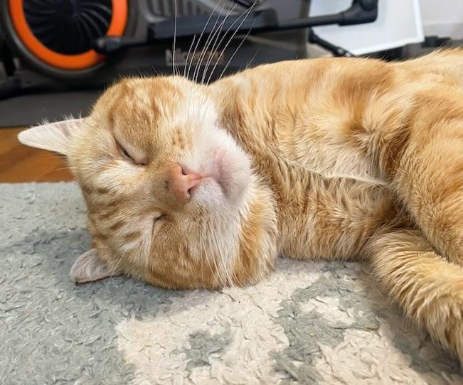 Enlarge Amigo, an adopted Domestic Short Hair in Melrose, MA image 2/6